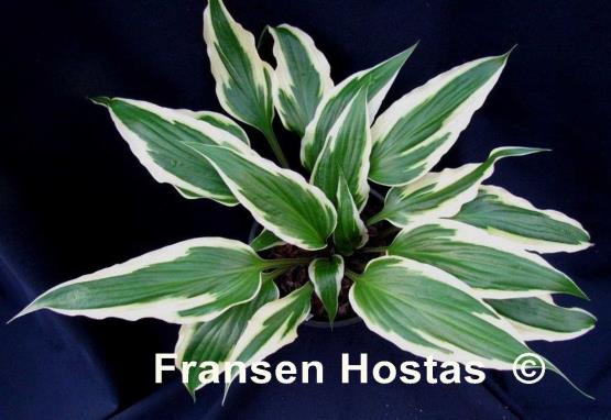 Hosta Proud Dragon